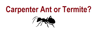 The way that the two insects interact with wood is different. Difference Between Carpenter Ants Termites Spectrum Pest Control