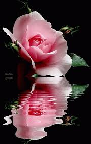 Beautify the look of your photos with these gorgeous photo flower frames now. Flower Gif Icegif