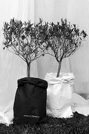 olive trees papiertute blumen blumendeco blumen pflanzen