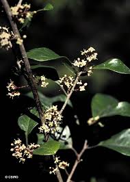 Image result for Embelia