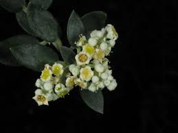 Image result for Phylica emirnensis