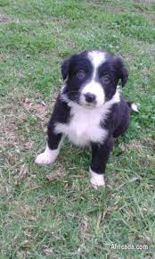 Pure Bred Border Collie Puppies Dogs Puppies For Sale In Robertson Western Cape Africada Com Mobile 35637
