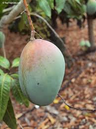 Image result for Mangifera indica