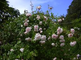 They have the most beautiful foliage, it's new dawn is a plant worthy of any garden. New Dawn Rose Wikipedia
