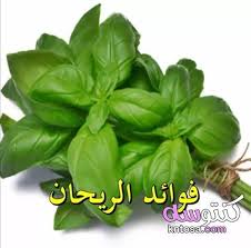 فوائد الريحان وإستعمالاته Spinach Vegetables Food