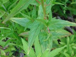 Image result for Epilobium