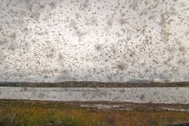 Meaning of midge in english. Aaargh Midges But Scotland S Bitey Critters May Hold The Key To Malaria