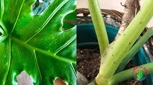 This has limited management use unless it is applied early in the disease cycle. Yellow Spots On Philodendron Causes And Solutions Garden For Indoor