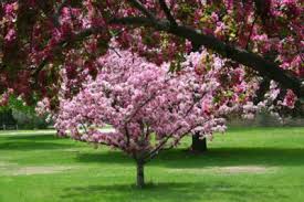 As they mature, they become drought tolerant and need very little care or attention. Crabapple Transplanting How And When To Transplant Crabapple Trees