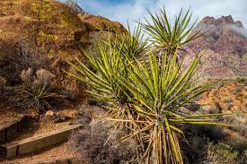 Yucca is a genus of perennial shrubs and trees in the family asparagaceae, subfamily agavoideae. Pointy Yucca Plants Grow In The Desert At Spring Mountain Ranch Near Las Vegas Nevada Spring Mountain Ranch 75centralphotography