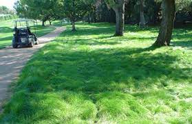 Stover Seed Company Chewings Fine Fescue Shade Tolerant Grass Fescue Grass Fescue