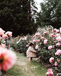 Rose Garden Floral Photography Garden Photoshoot Botanical Garden Photo Shoot Garden Photography Rose Garden Landscape