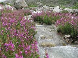 Check spelling or type a new query. Best Time To Visit Valley Of Flowers Valley Of Flowers In July Youtube