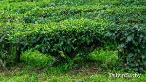 Image result for Theaceae