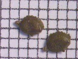 Image result for Potamogeton trichoides