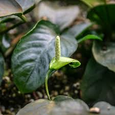 Image result for Astropanax barteri