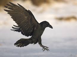 Bird In Black Nd Raben Und Krahen Rabe Krahe