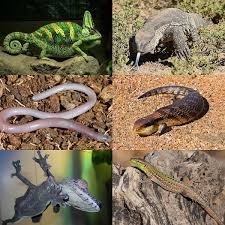 Image result for Sounds Of Lizards Like Sawing Wood