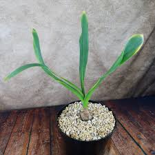 Image result for Drimia