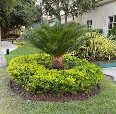 Image result for Cycas