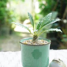 Image result for Dorstenia schliebenii