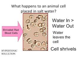 To prevent crenation or hemolysis, an animal cell must be placed in an isotonic solution such as 0.9% (m/v) nacl or 5.0% (m/v) glucose. Movement In And Out Of A Cell Cell Membrane Plasma Membrane Ppt Download