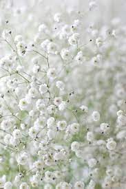This plant produces flowers that may be white to a purple blue color. Tiny White Flowers For Hair All Products Are Discounted Cheaper Than Retail Price Free Delivery Returns Off 67