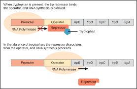 Prokaryotic Gene Regulation Boundless Biology