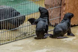 Escape the urban jungle and head for whipsnade for the perfect family day out. Sea Lion Shenanigans At Zoo Heidelberg Zooborns