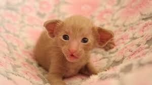 The oriental shorthair's sleek coat means grooming is a little easier than with his cousin cat, the oriental but while you may find some oriental shorthair kittens or cats available for adoption, a. Oriental Shorthair Stock Video Footage 4k And Hd Video Clips Shutterstock
