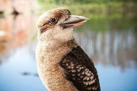 Orlando S Gatorland Adds Kookaburra To Its Kooky Family Of Animals Blogs