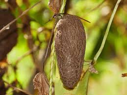 Image result for Dioscorea cochleari-apiculata