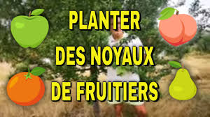 Conserver Et Planter Les Noyaux De Cerises Prunes Abricots Et Peches Youtube