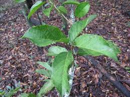 Image result for Alchornea laxiflora