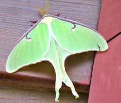 That, however, holds true for unfortunate reasons. Luna Moth And Rosy Maple Moth What S That Bug