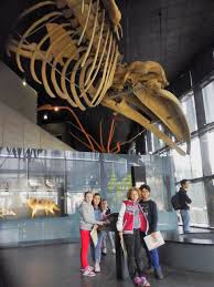 Musée d'histoire de la médecine. Sortie A Toulouse Museum D Histoire Naturelle Et Spectacle Nael B Ecole D Anan Molas Puymaurin