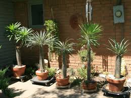 Pachypodium Lamerei Madagascar Palm World Of Succulents Plants Madagascar Palm Palm Tree Plant