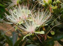 Image result for Capparis citrifolia