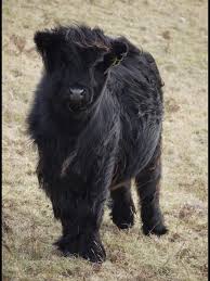 Sweet And Beautiful Scottish Highland Cow Some If Its Coat Is A Bit Long Wonder If She Is Ever Shorn And H Scottish Highland Cow Fluffy Cows Scottish Animals