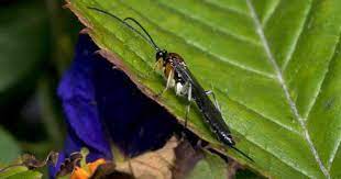 These are actually the spun cocoons of parasites, in the wasp family bracon. How To Use Braconid Wasp For 1 Hornworm Garden Pest Control