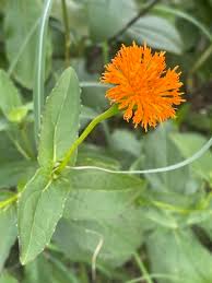 Image result for Hypericophyllum