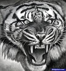 How To Draw A Roaring Tiger Step By Step Rainforest Animals Tiger Drawing Animal Drawings Tiger Face
