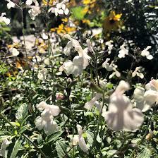 Image result for Eriocephalus microphyllus