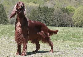 Whether you are a hunter, fisherman or are looking for your next work boot, irish setter understands that it's the little details that make the difference between good footwear and great footwear. Irish Setter Breed Information