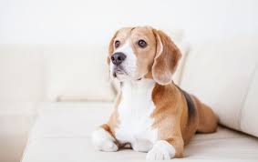 Übersicht für hundegeruch aus wohnung netfernen. 10 Tipps Gegen Hundegeruch Bauen Und Wohnen In Der Schweiz Bauen Und Wohnen In Der Schweiz