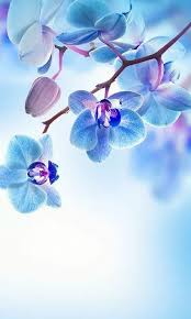 Fruhlingsblumen Hintergrund Android Apps Auf Google Play Blumentapete Blumen Hintergrund Fruhling Wallpaper Blumen nahaufnahme von der kirschblüte hintergrundbilder. blumen hintergrund