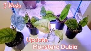 Check spelling or type a new query. How To Propagate Monstera Dubia Herunterladen