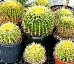 Use them in commercial designs under lifetime, perpetual & worldwide rights. Echinocactus Grusonii Cactus Paradise Found Nursery Golden Barrel Cactus Nothing Beats Having Yo Golden Barrel Cactus Large Cactus Plant Barrel Cactus