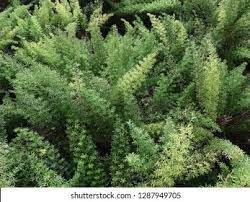 Foxtail Fern Flower Knot Best Flower Wallpaper