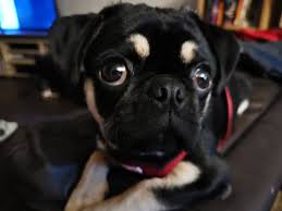 Black And Tan Pug Our Lil Black N Tan Pug Aria In 2020 Pugs Animals Dogs